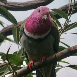 Pink-Headed Fruit Dove (Ptilinopus porphyreus)