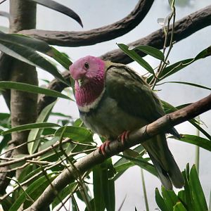 Pink-Headed Fruit Dove (Ptilinopus porphyreus)