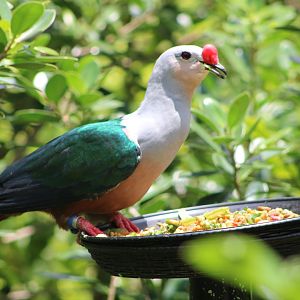 Red-Knobbed Imperial Pigeon (Ducula rubricera)