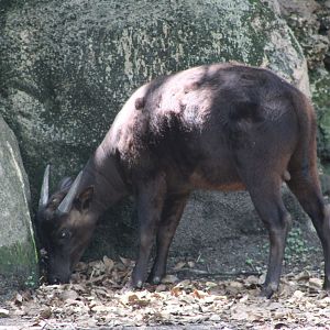Lowland Anoa (Bubalus depressicornis)