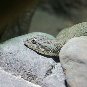 Barkly Tableland Death Adder (Acanthophis hawkei)