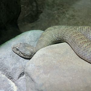 Barkly Tableland Death Adder (Acanthophis hawkei)