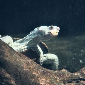 Irwin's Turtle (Elseya irwini)