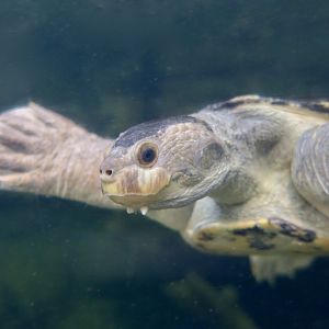 Mary River Turtle (Elusor macrurus)