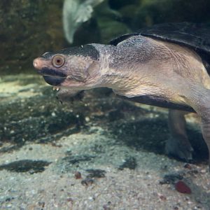 Northern Snapping Turtle (Elseya dentata)