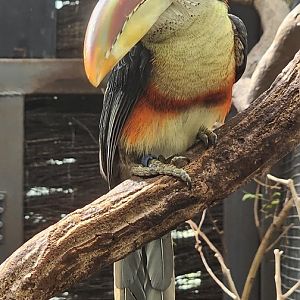Curl crested aracari