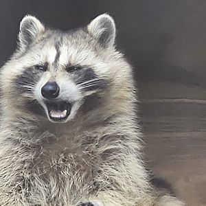 Racoon