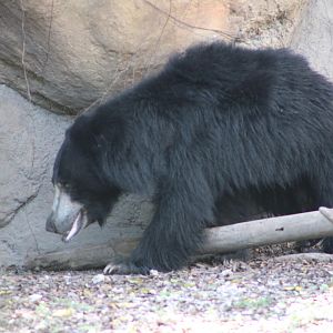 Sloth Bear (Melursus ursinus)