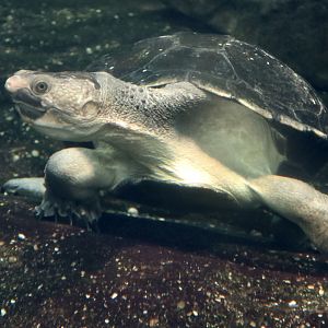 Northern Snapping Turtle (Elseya dentata)