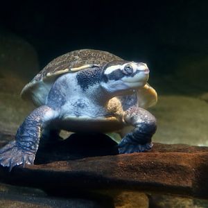 Northern Yellow-Faced Turtle (Emyudra tanybaraga)
