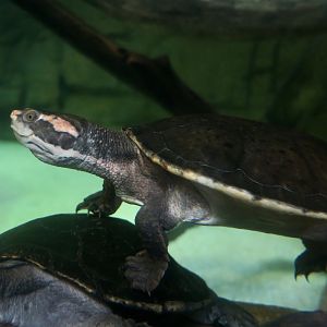 Victoria Short-Necked Turtle (Emydura victoriae)