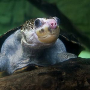 White-Throated Snapping Turtle (Elseya albagula)