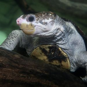 White-Throated Snapping Turtle (Elseya albagula)