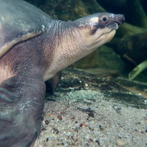 Pig-Nosed Turtle (Carettochelys insculpta)