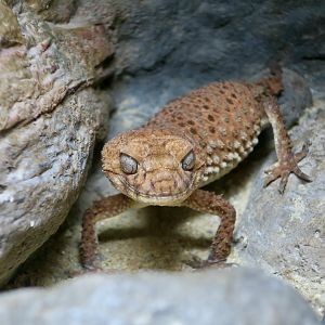 Centralian Rough Knob-Tailed Gecko (Nephrurus amyae)