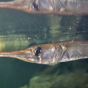 Freshwater Longtom (Strongylura krefftii)