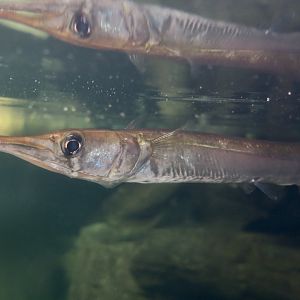 Freshwater Longtom (Strongylura krefftii)