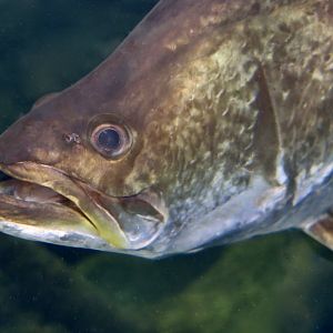Barramundi (Lates calcarifer)