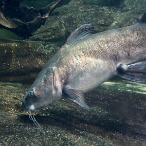 Blue Salmon Catfish (Neoarius graeffei)