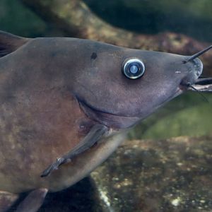 Narrowfront Tandan (Neosilurus ater)