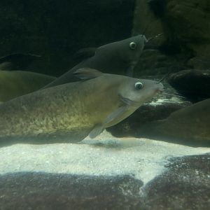 Narrowfront Tandan (Neosilurus ater)