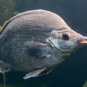 Sharpnose Grunter (Syncomistes butleri)