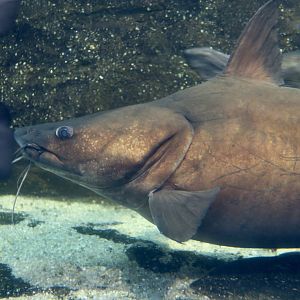 Silver Cobbler (Neoarius midgleyi)