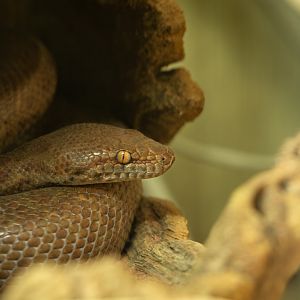 Anthill python : Hamerton : 20 Jan 2023