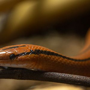 Thai red bamboo rat snake : Hamerton : 20 Jan 2023