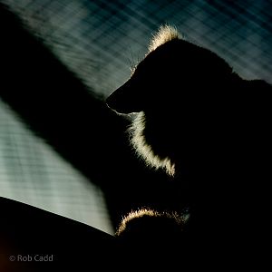 Black-and-white ruffed lemur : Hamerton : 20 Jan 2023