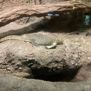 Nile monitor