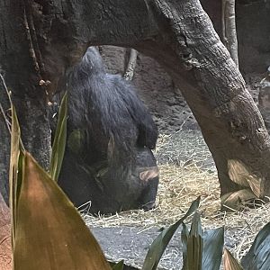 Gorilla
