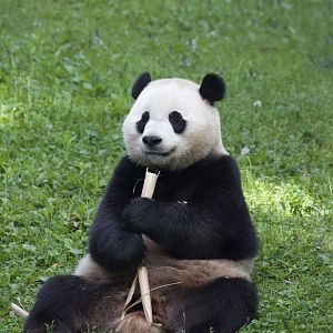 Giant Panda/ Ailuropoda melanoleuca, Xiao Qi Ji