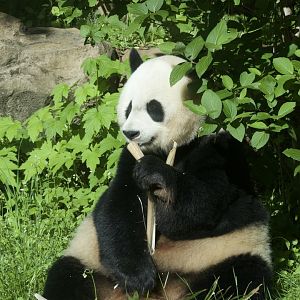 Giant Panda/ Ailuropoda melanoleuca, Mei Xiang