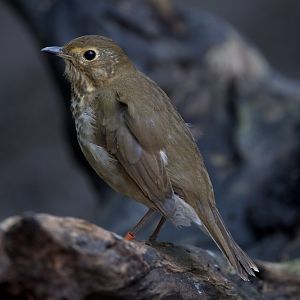 Swainson's Thrush/ Catharus ustulatus