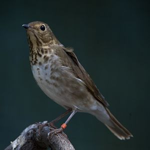 Swainson's Thrush/ Catharus ustulatus