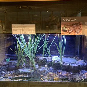 American Bull Frog Exhibit