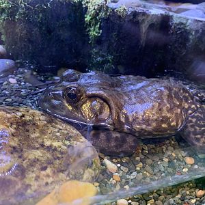 American Bull Frog