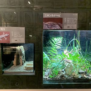 Lizard Exhibits