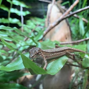 Japanese Grass Lizard