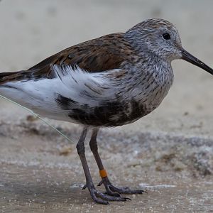 Dulin/ Calidris alpina