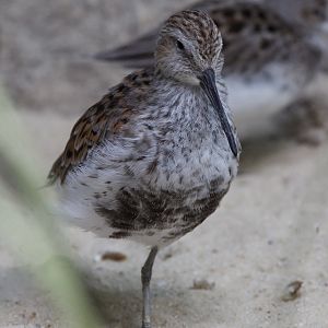 Dulin/ Calidris alpina