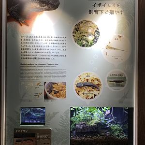 Anderson’s Crocodile Newt Exhibit