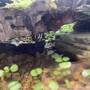 Anderson’s Crocodile Newt