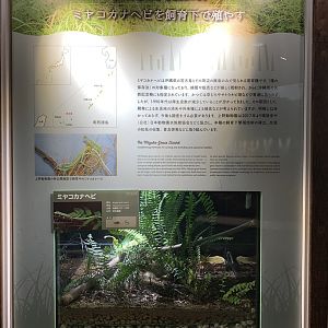 Miyako Grass Lizard Exhibit