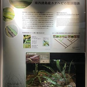 Green Grass Lizard Exhibit