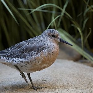 Red Knot/ Calidris canutus