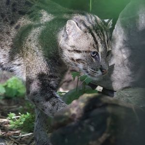 Fishing Cat/ Prionailurus viverrinus