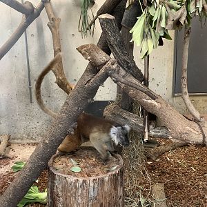 Black Lemur