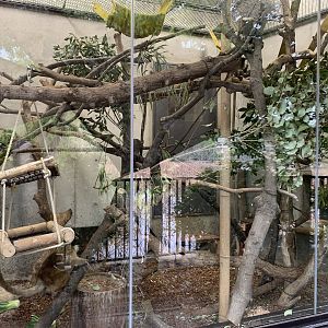 Black Lemur Exhibit